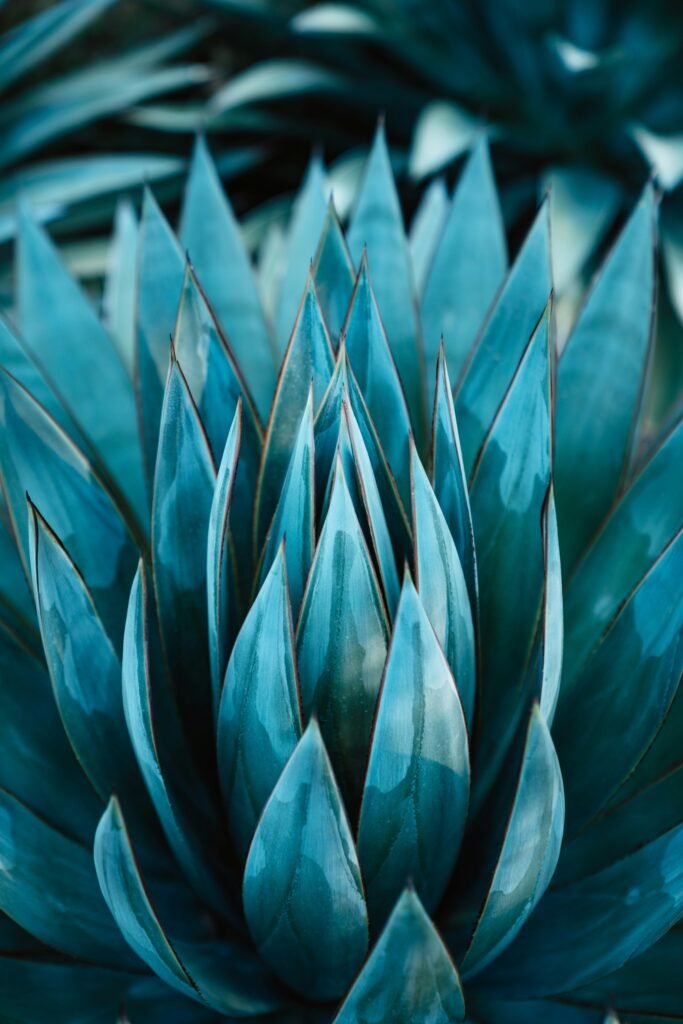 Tequila cocktail Blue Agave plant