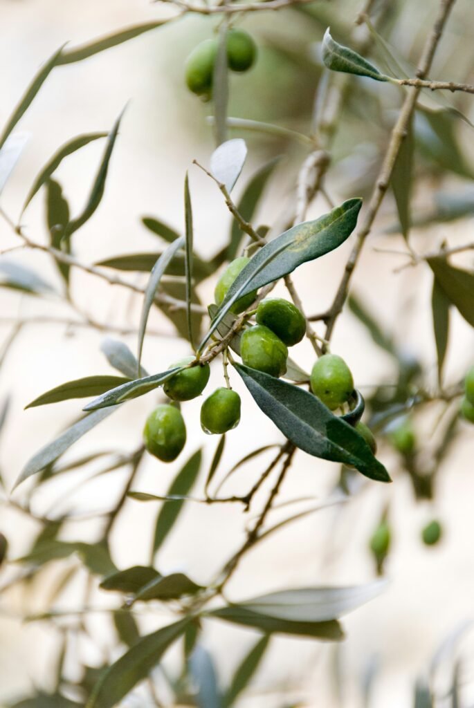 Lebanese Olive Oil vs. Italian Olive Oil